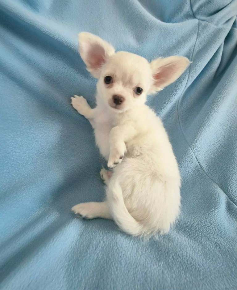 Chihuahua KC Reg Parents