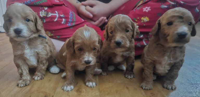 Cockapoo puppys READY TO GO NOW