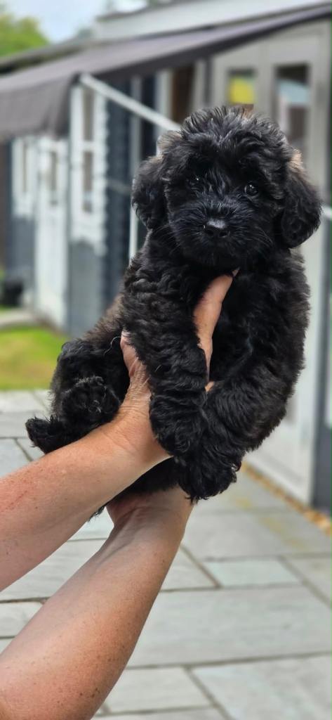 Schnoodle puppy 1 male left 