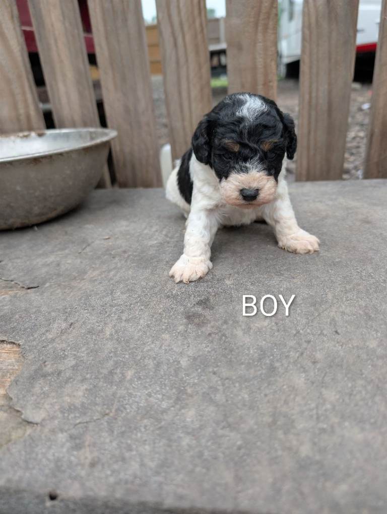 Puppies 