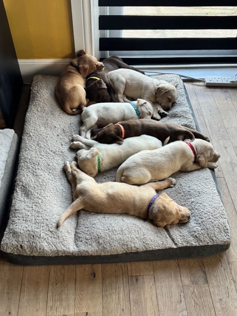 Labrador puppies ready 13/4/26