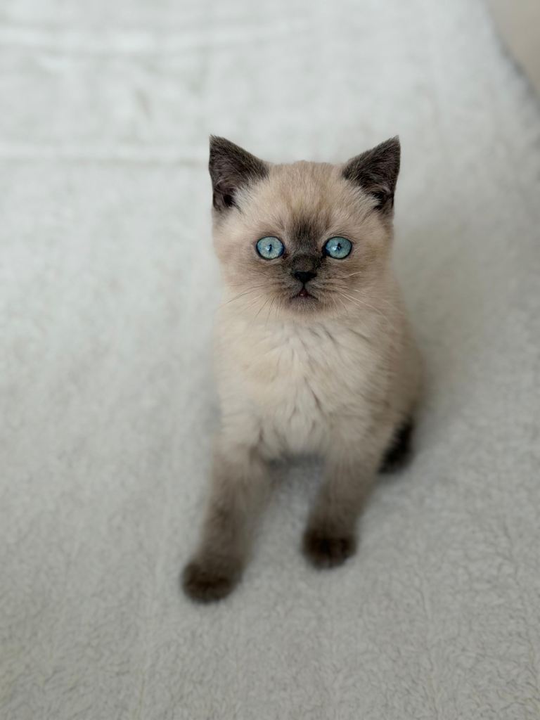 Bluepoint British short hair 