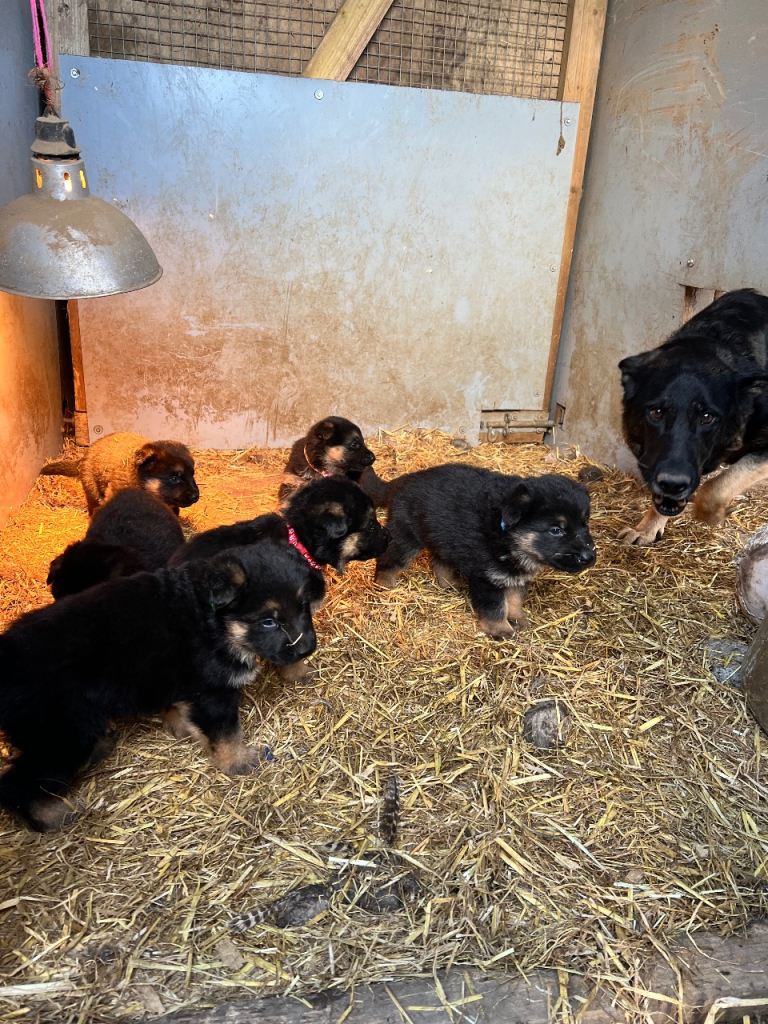 Beautiful GSD puppies for sale