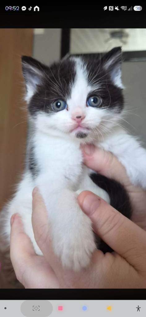 Kittens
