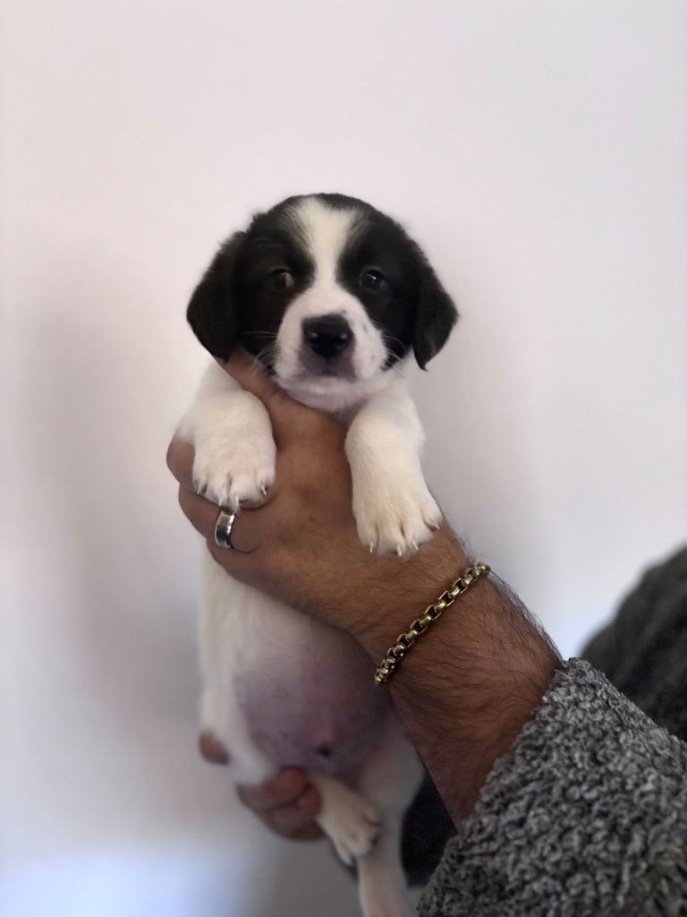 3 x Bichon Maltese mixed puppies 