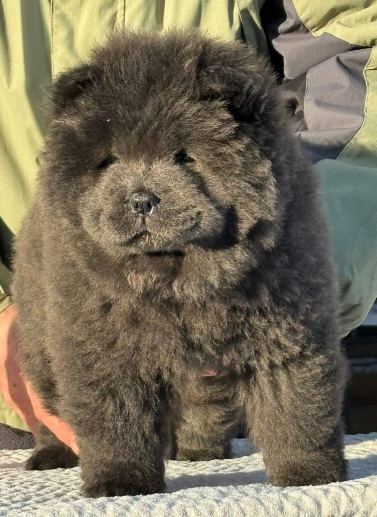 KC Top quality of chow chow looking for new home 🏠 