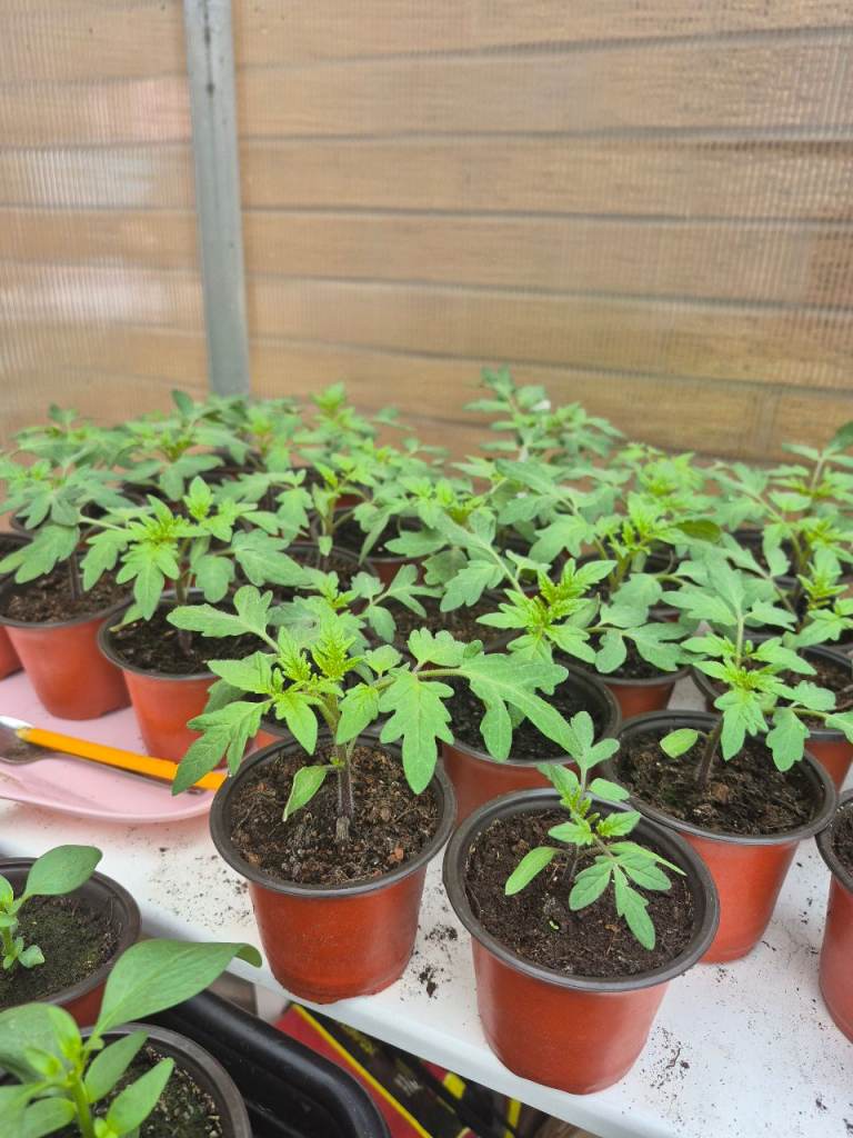 Tomato plants