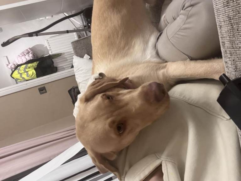 Golden lab 13 month old 