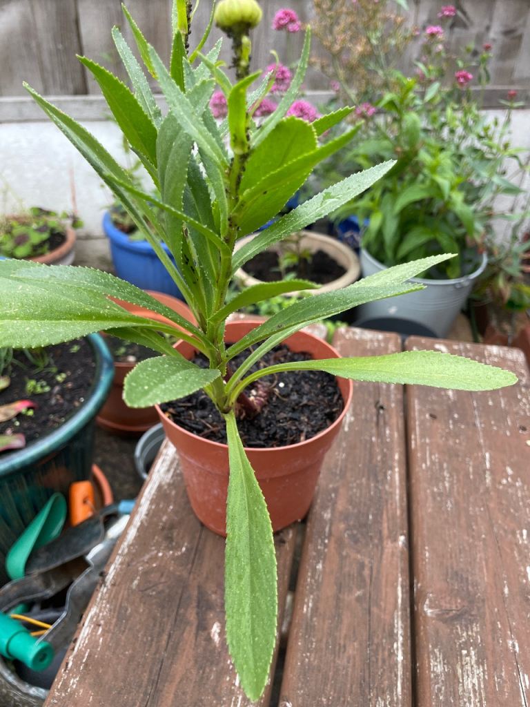 Healthy Plant in Terracotta Pot – Ready for a New Home