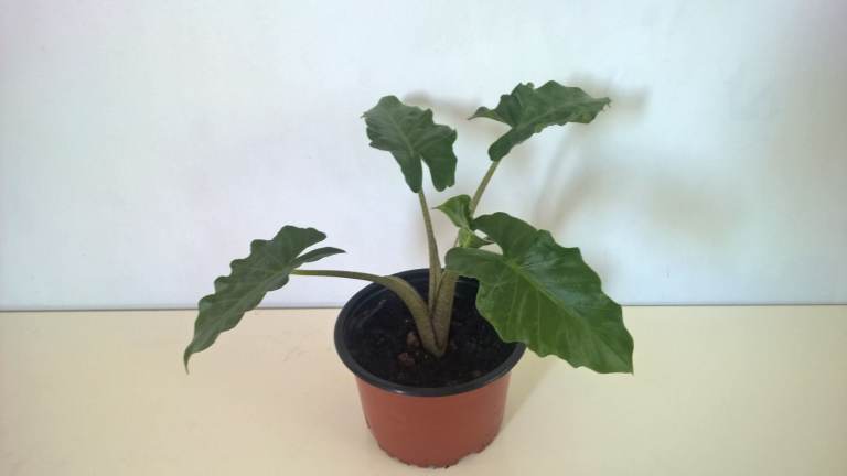 Alocasia Plant ''Low Rider'', 