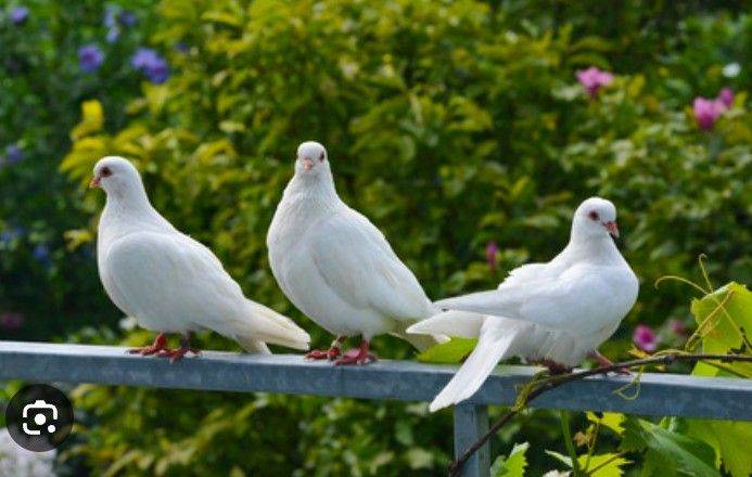 Doves Pigeons 