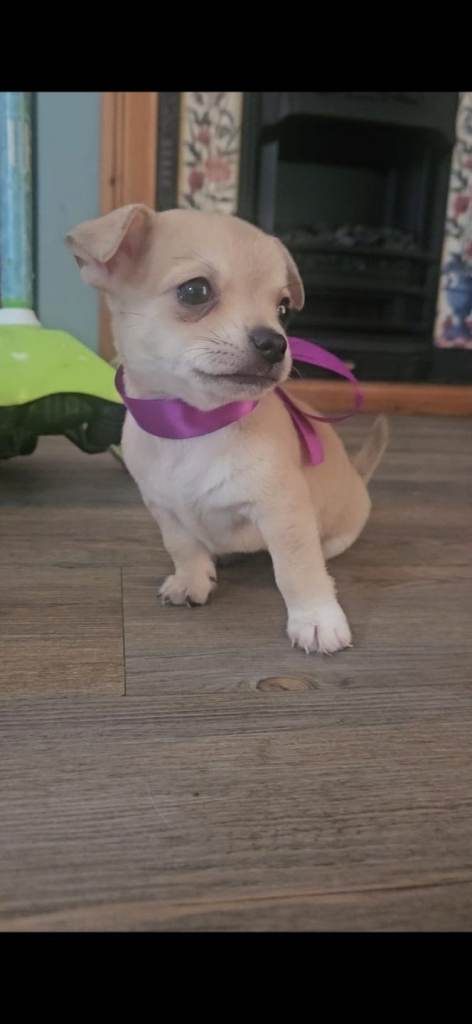 Chihuahua puppies 