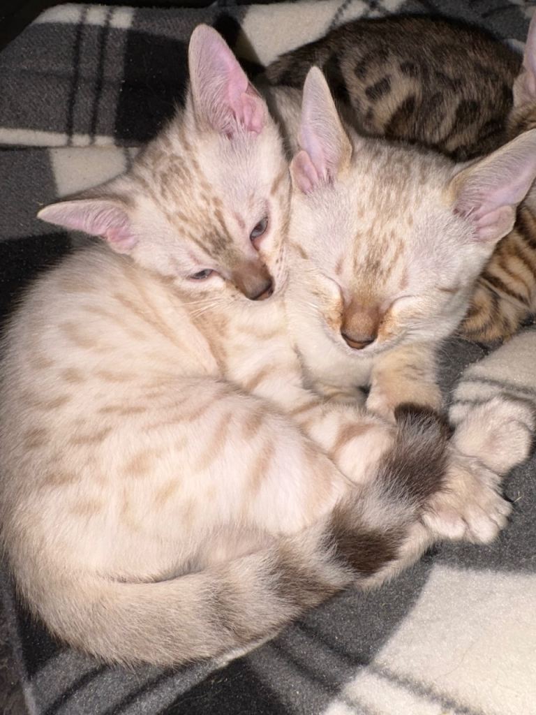 Beautiful Snow Bengal Kittens – Snow Lynx Male & Female