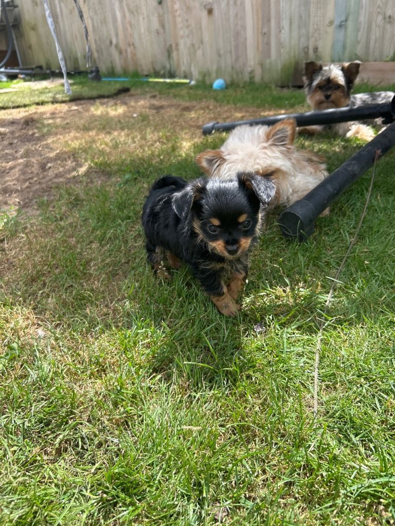 READY NOW ! Yorkshire Terrier puppies 
