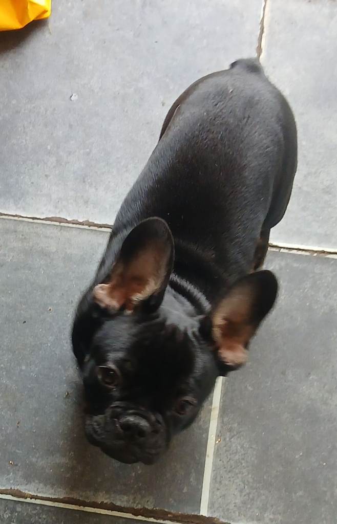 French Bulldog Puppy (m, black)