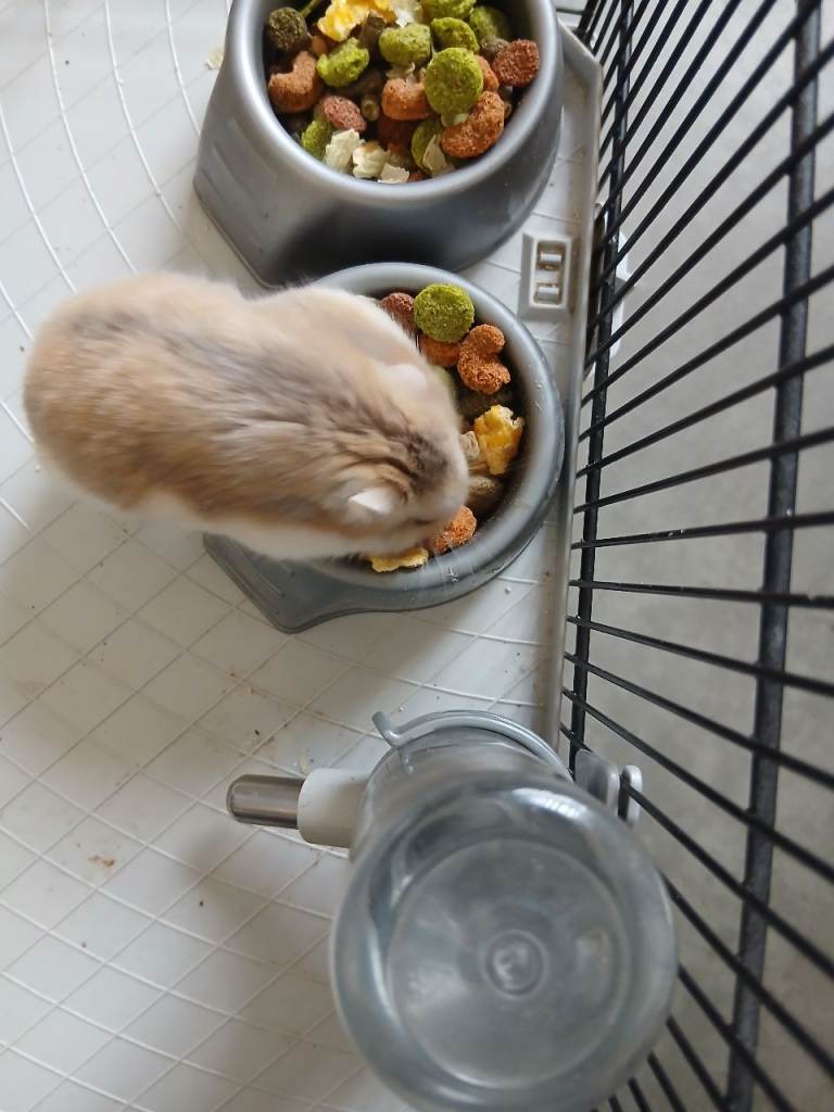 Beutifull dwarf hamster looking for a loving home 