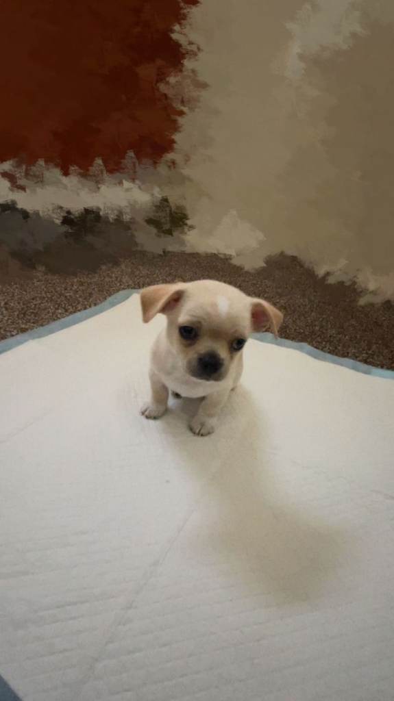 Chihuahua puppy 