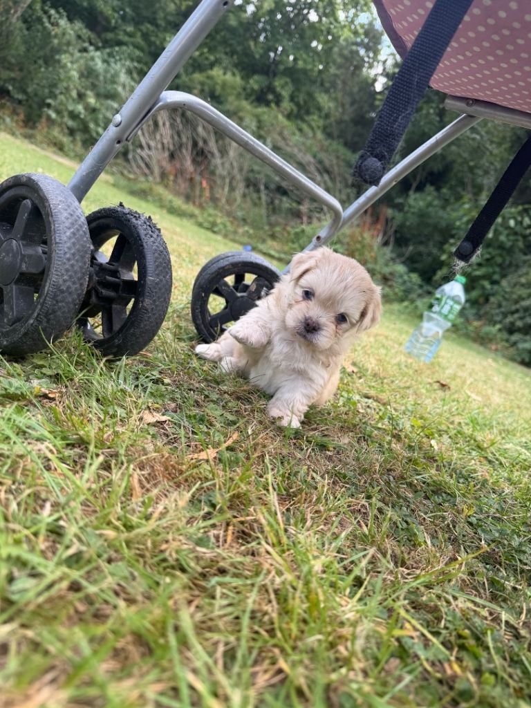 Puppies 