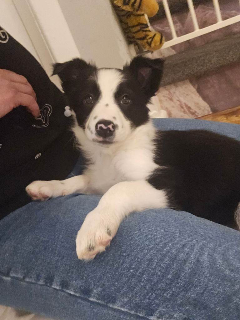 Beautiful Border Collie Puppie Girl