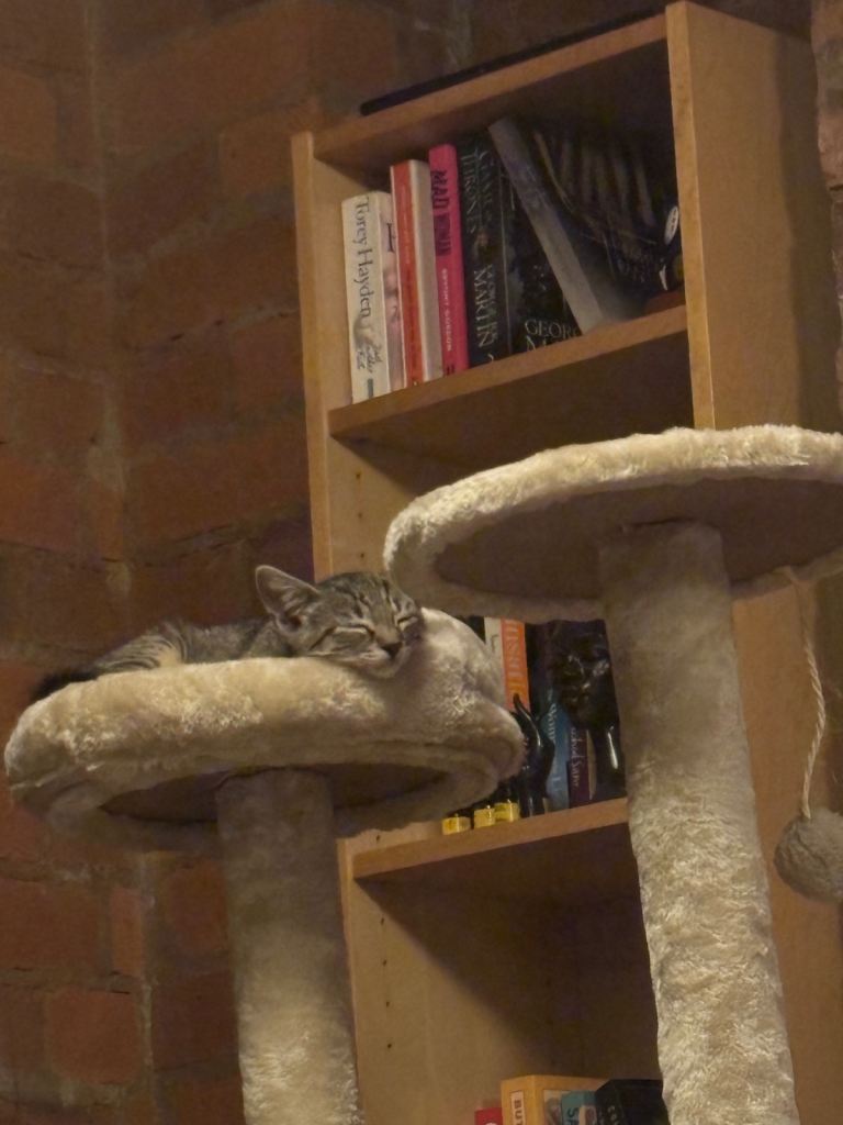 Domestic tabby 