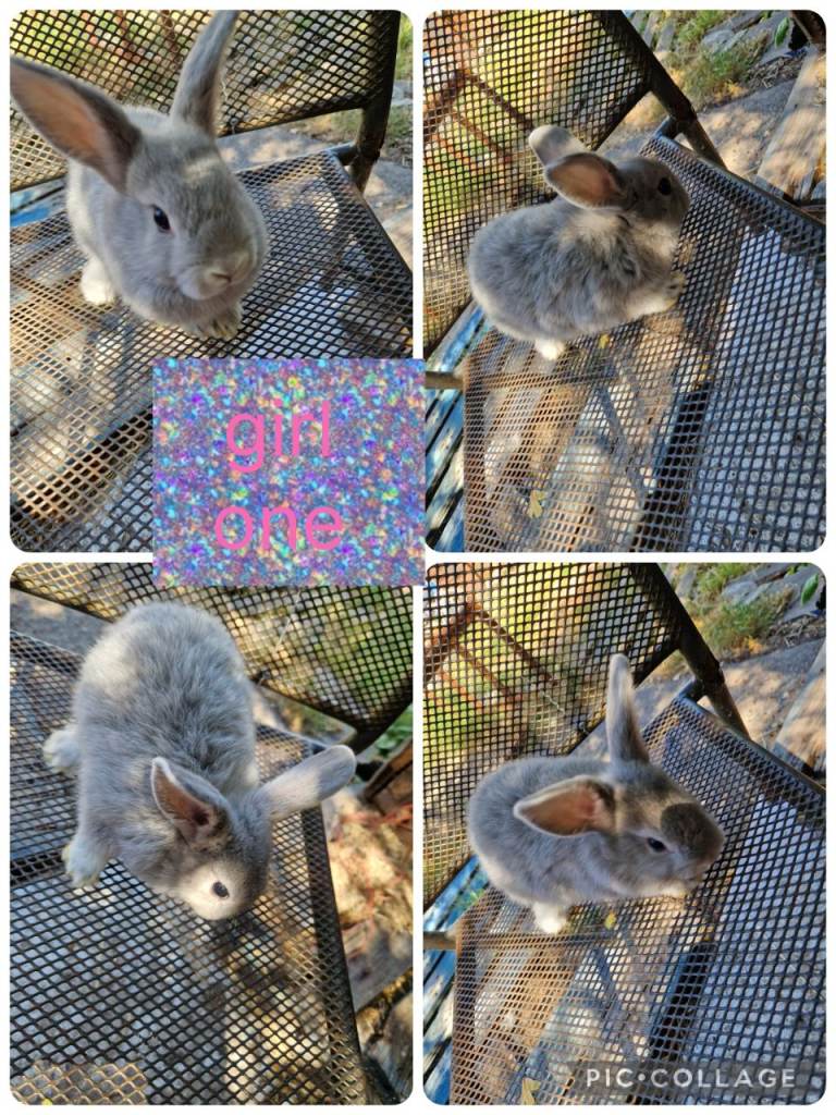 4 beautiful litter of dwarf lionhead cross mini lion lop ready to go 