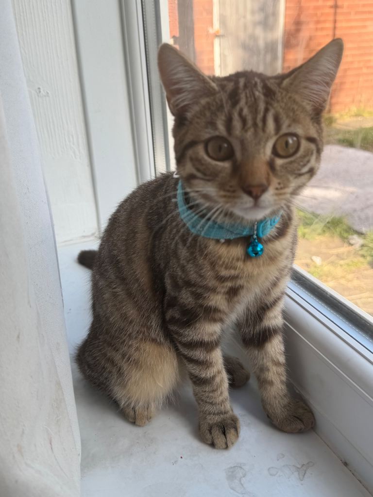 4 Months Kitten/Male tabby 