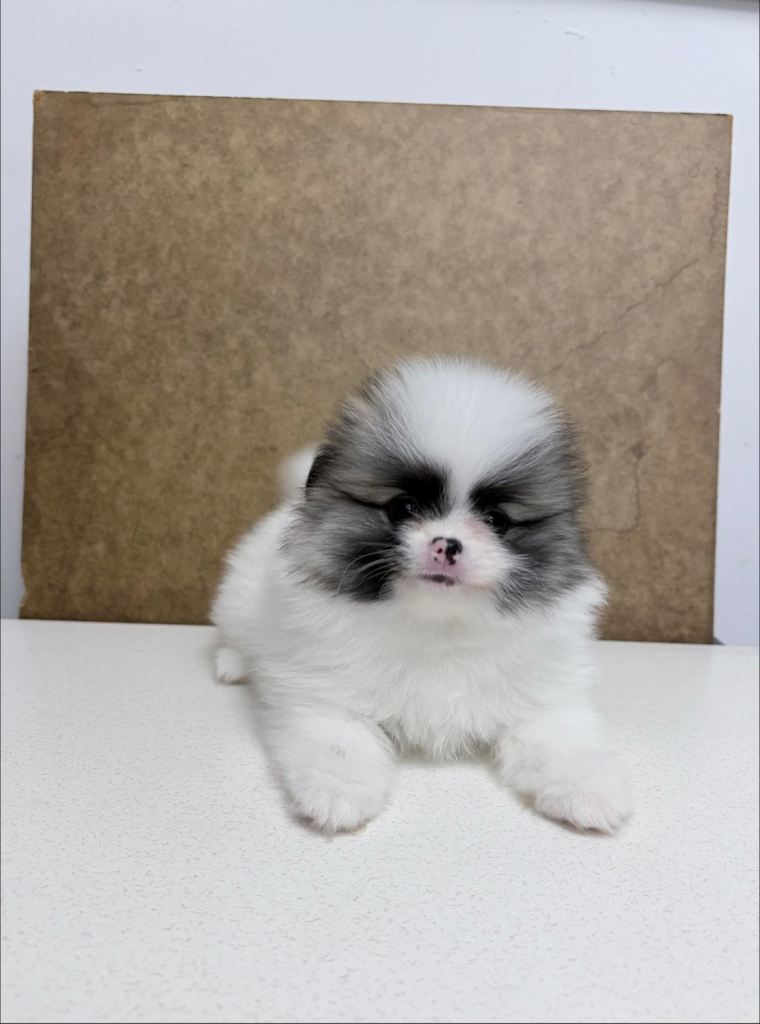 Beautiful Pomeranian Puppies