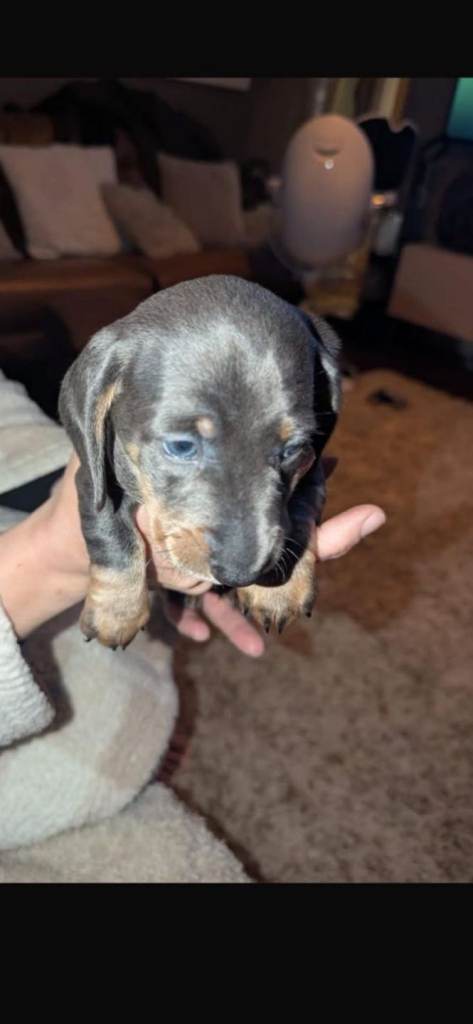 Dachshund Puppy