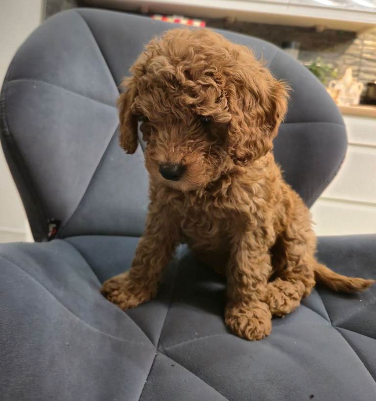 Beautiful Cavapoo Girl Looking for a Loving Forever Home