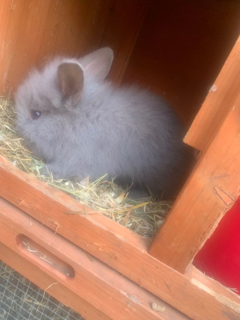 Bunnies rabbits lion head bunnies very fluffy 