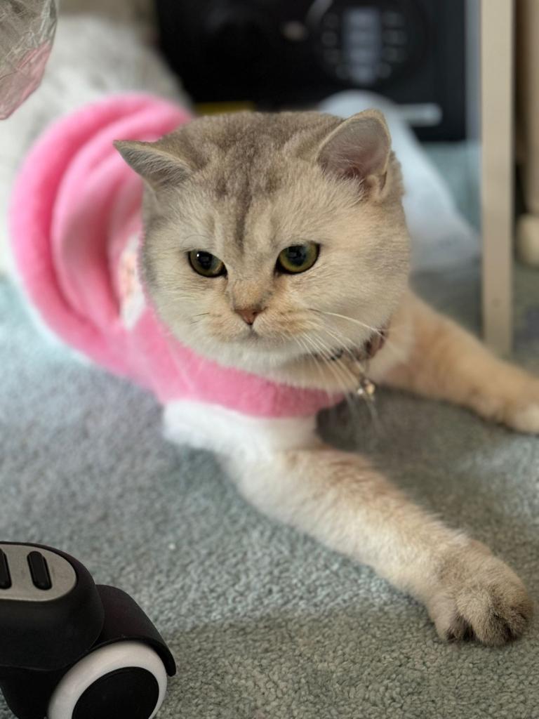 Mix Persian British short hair 