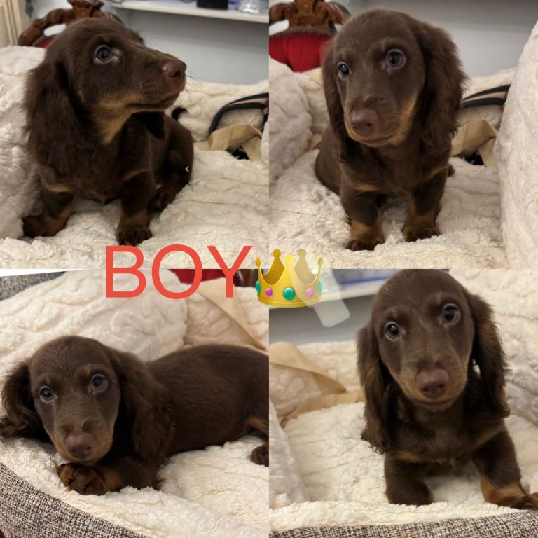 Dachshund miniature 