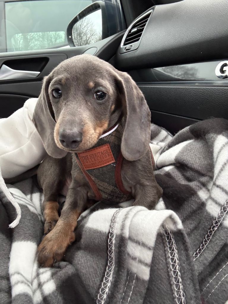 Miniature dachshund puppy