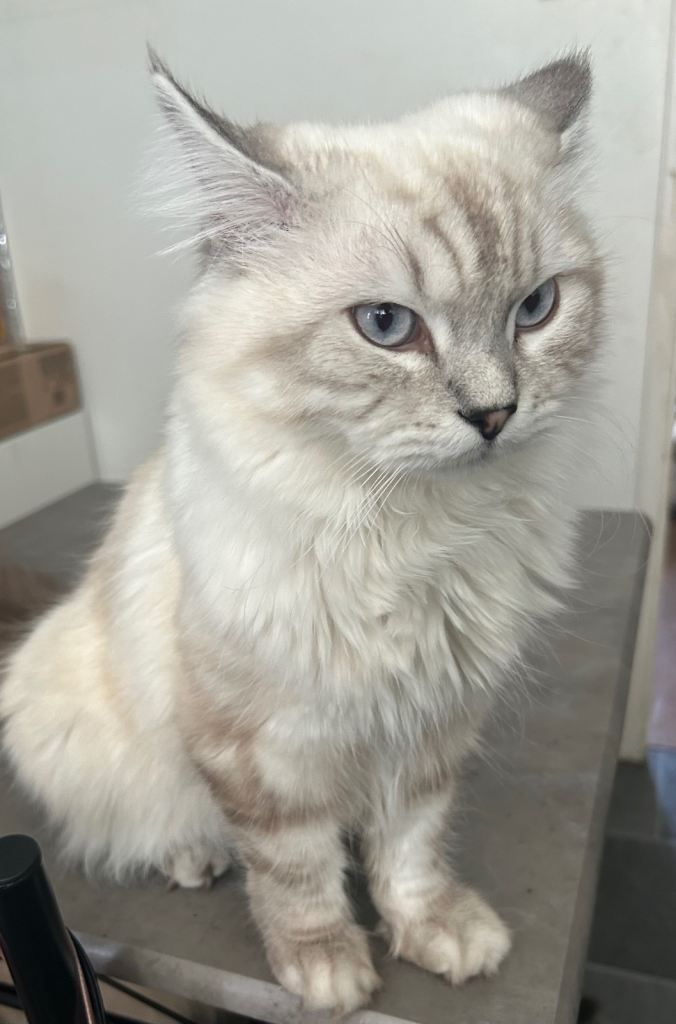 Large stunning ragdoll/Persian