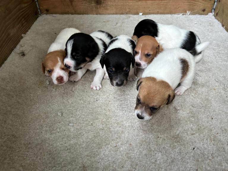 Jack Russell pups 