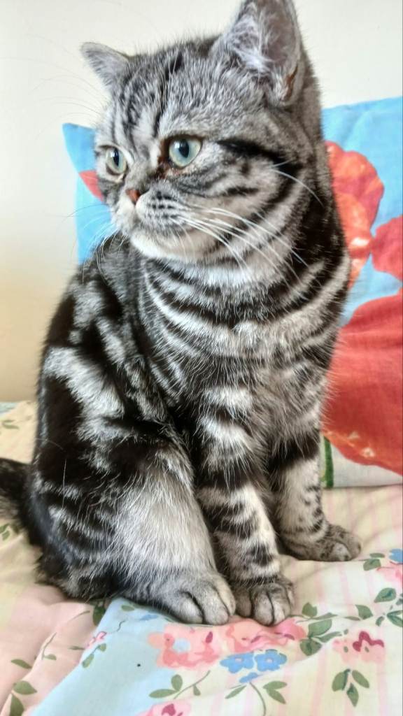 British shorthair male.  TICA.