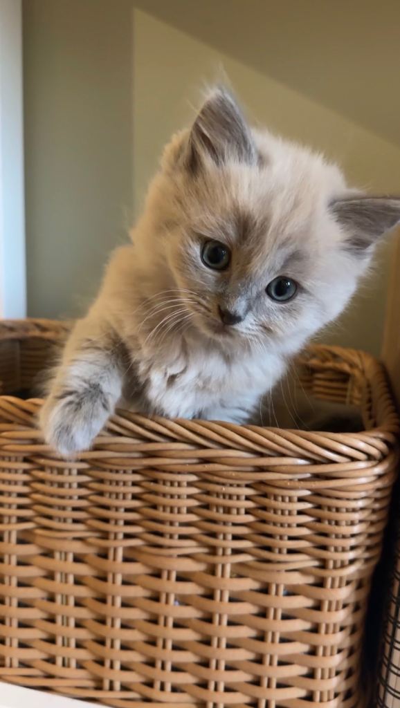 Female kittens welcome to view 