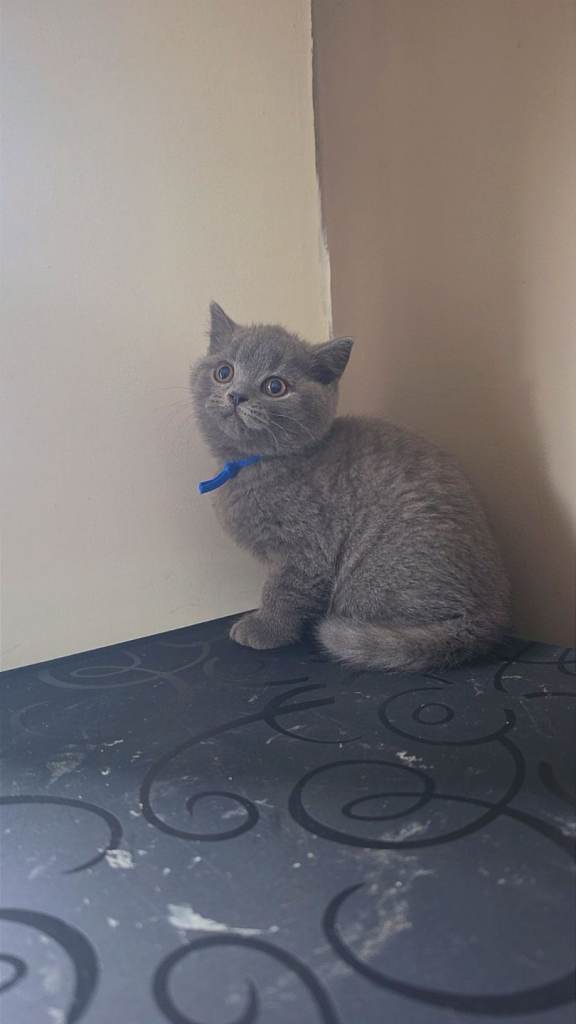 British short haor kittens 