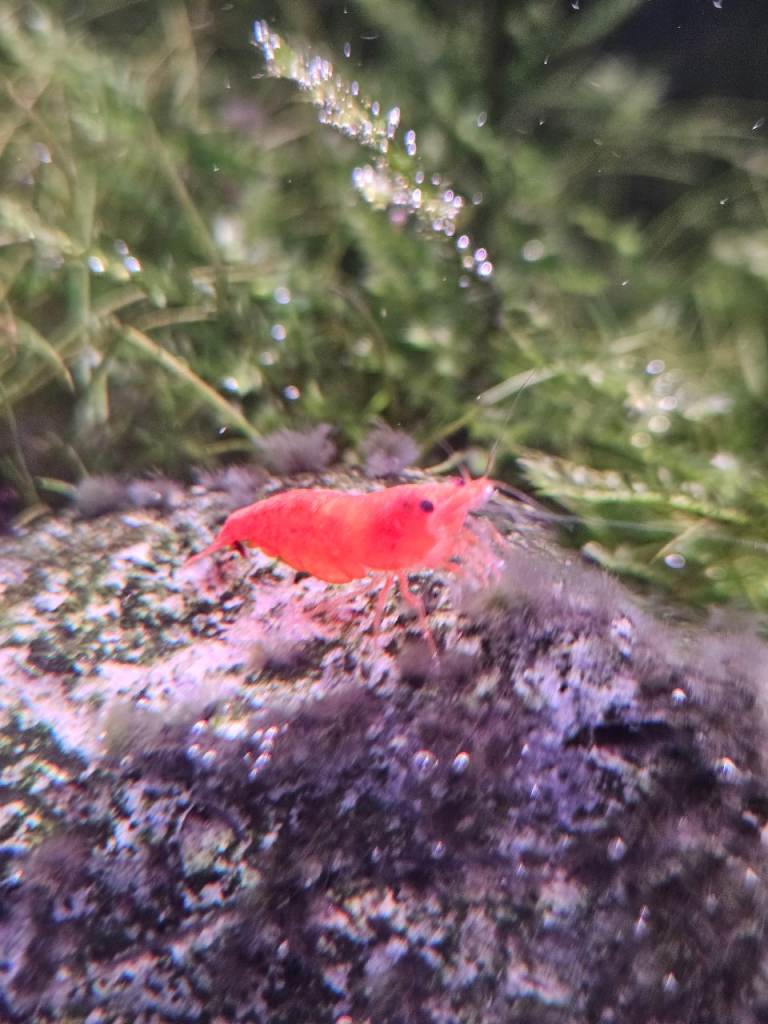 Cherry Shrimp / Rasbora Fish/ Pleco