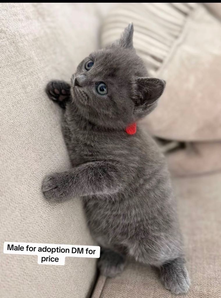  British Shorthair 