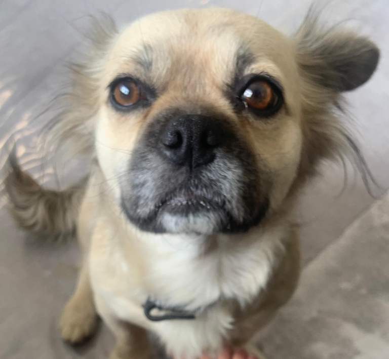 French bulldog cross pug mix 