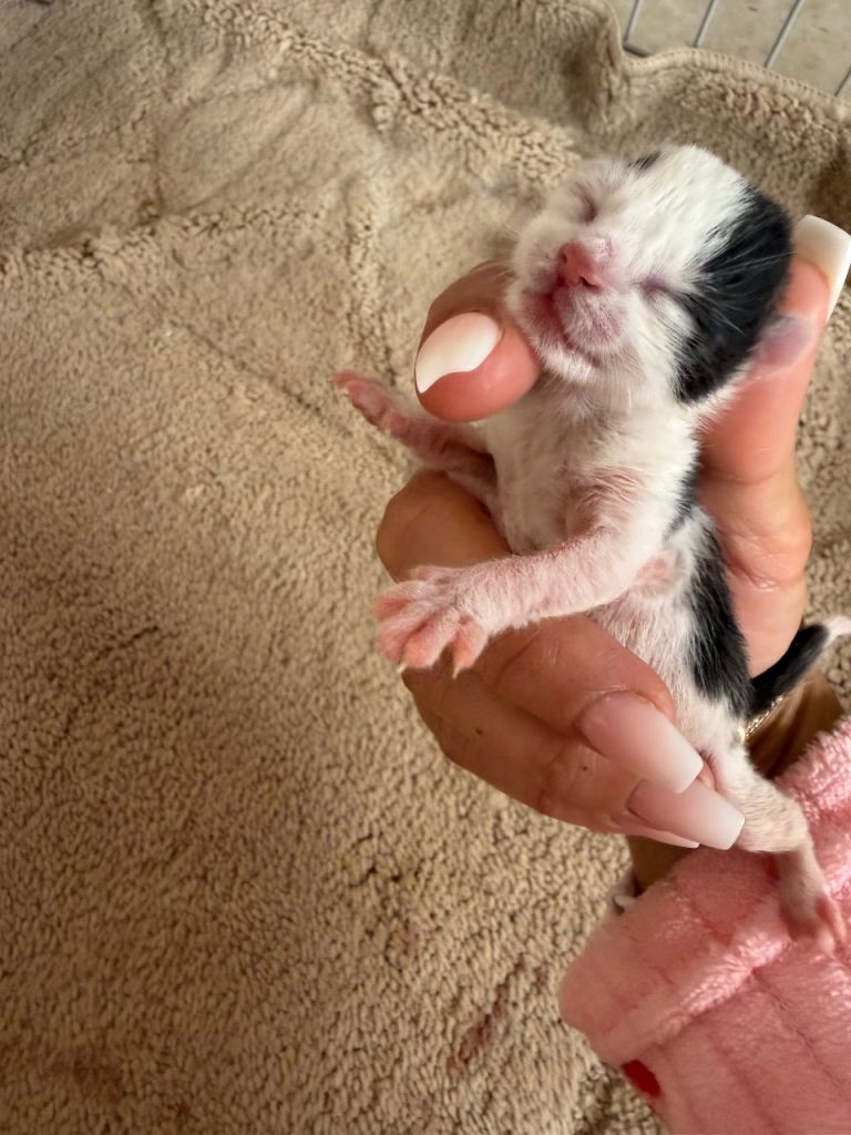 British longhair kittens 