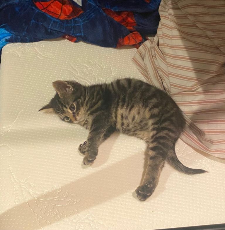 🌟 Agnes – A Tiny Girl With the Biggest Soul 🌟