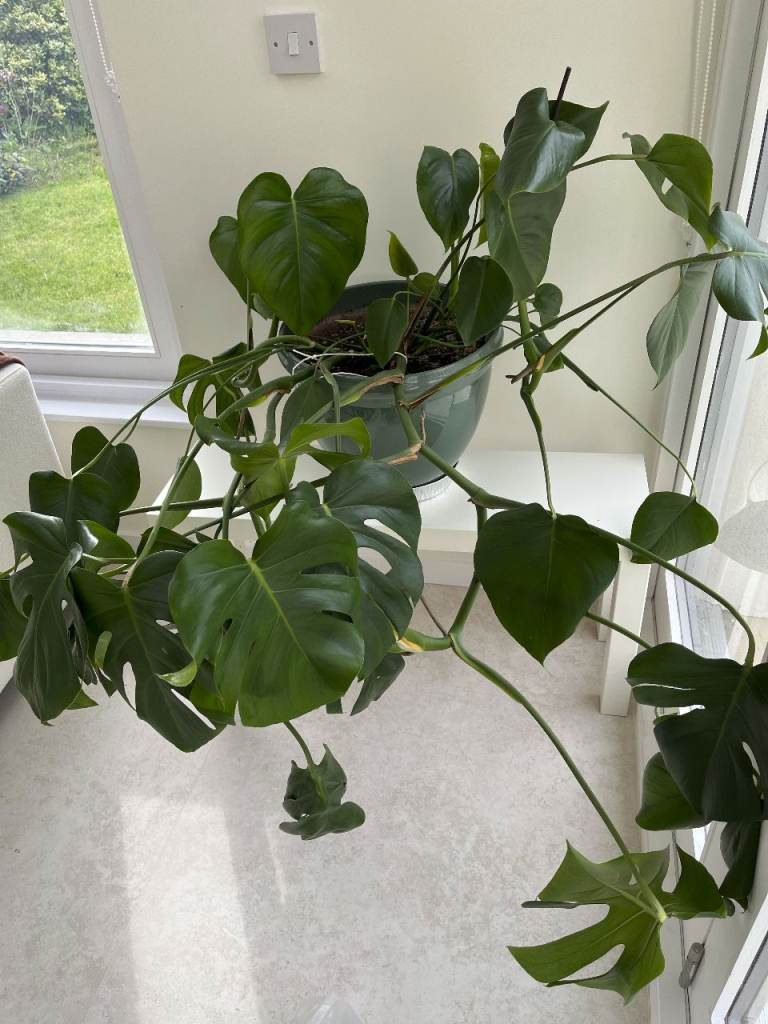 beautiful large cheese plant with pot