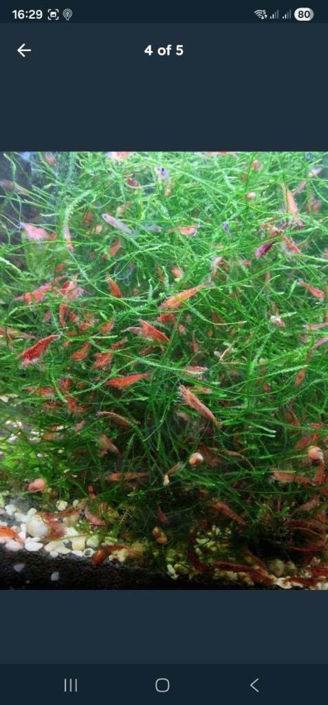 10x cherry shrimp