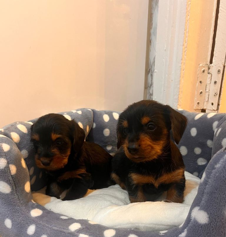 Dachshund puppies 
