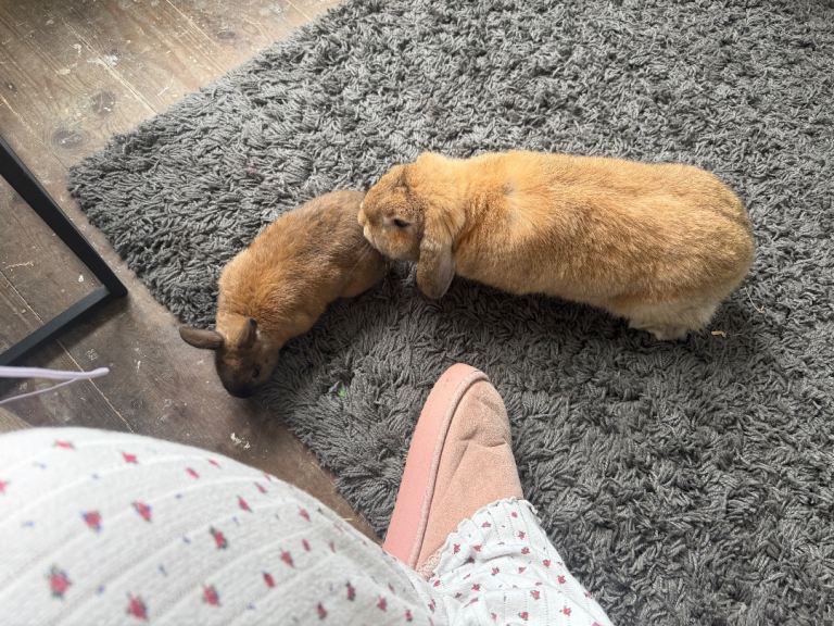 2 rabbits for sale