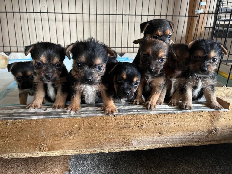Border terriers x Jack Russell pups