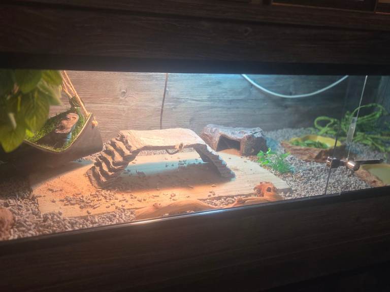 Bearded dragon and vivarium 