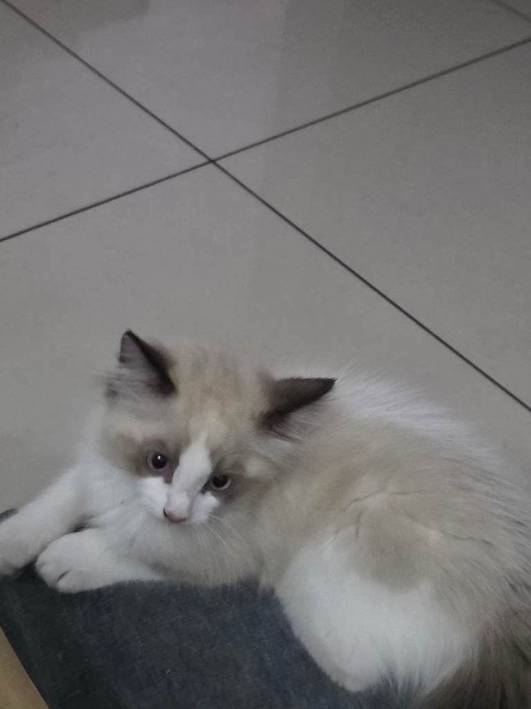 Ragdoll